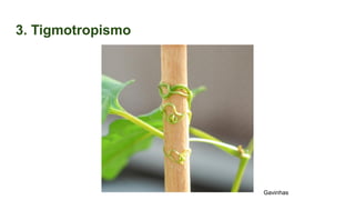 3. Tigmotropismo
Gavinhas
 