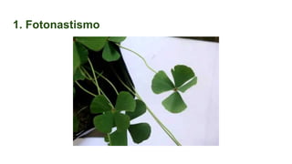 1. Fotonastismo
 