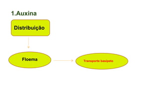 1.Auxina
Distribuição
Floema Transporte basípeto
 