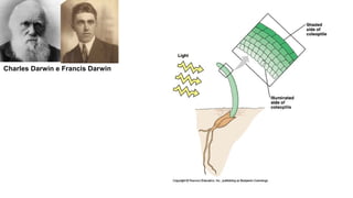 Charles Darwin e Francis Darwin
 
