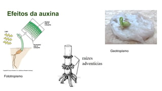 Efeitos da auxina
Fototropismo
Geotropismo
 