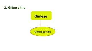 2. Giberelina
Síntese
Gemas apicais
 