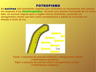 FOTROPISMO
As auxinas são hormônios vegetais que controlam os movimentos das plantas
em resposta à luz (fototropismo). Quando uma planta é iluminada de um único
lado, as auxinas migram para a região menos iluminada, causando um
alongamento celular que tem como consequência a planta se curvando em
direção à fonte de luz.
Caule: o excesso de auxinas estimula o alongamento celular
( fototropismo positivo )
Raíz: o execsso de auxinas inibe o alongamento celular
( fototropismo negativo )
 