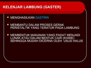 KELENJAR LAMBUNG (GASTER)

    MENGHASILKAN GASTRIN

    MEMBANTU DALAM PROSES GERAK
     PERISTALTIK YANG TERATUR PADA LAMBUNG

    MEMBENTUK MAKANAN YANG PADAT MENJADI
     LUNAK ATAU DALAM BENTUK CAIR (KHIME)
     SEHINGGA MUDAH DICERNA OLEH USUS HALUS
 