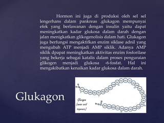 Hormon ini juga di produksi oleh sel sel
lengerhans dalam pankreas .glukagon mempunyai
efek yang berlawanan dengan insulin yaitu dapat
meningkatkan kadar glukosa dalam darah dengan
jalan menigkatkan glikogenolisis dalam hati. Glukagon
juga berfungsi mengaktifkan enzim siklase adnil yang
mengubah ATP menjadi AMP siklik. Adanya AMP
siklik dpapat meningkatkan aktivitas enzim fosforilase
yang bekerja sebagai katalis dalam proses penguraian
glikogen menjadi glukosa -6-fosfat. Hal ini
mengakibatkan kenaikan kadar glukosa dalam darah.
Glukagon
 