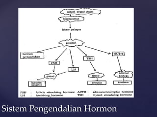 Sistem Pengendalian Hormon
 