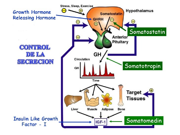 Hormona de crecimiento Hormona de crecimiento