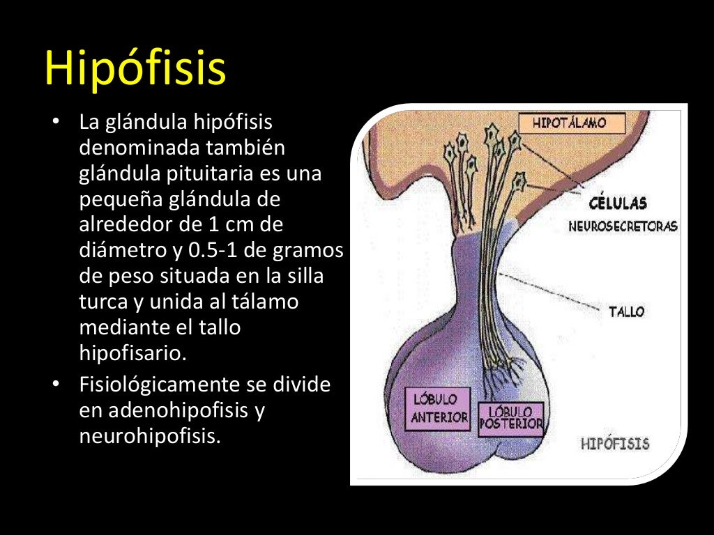 Hormona de crecimiento