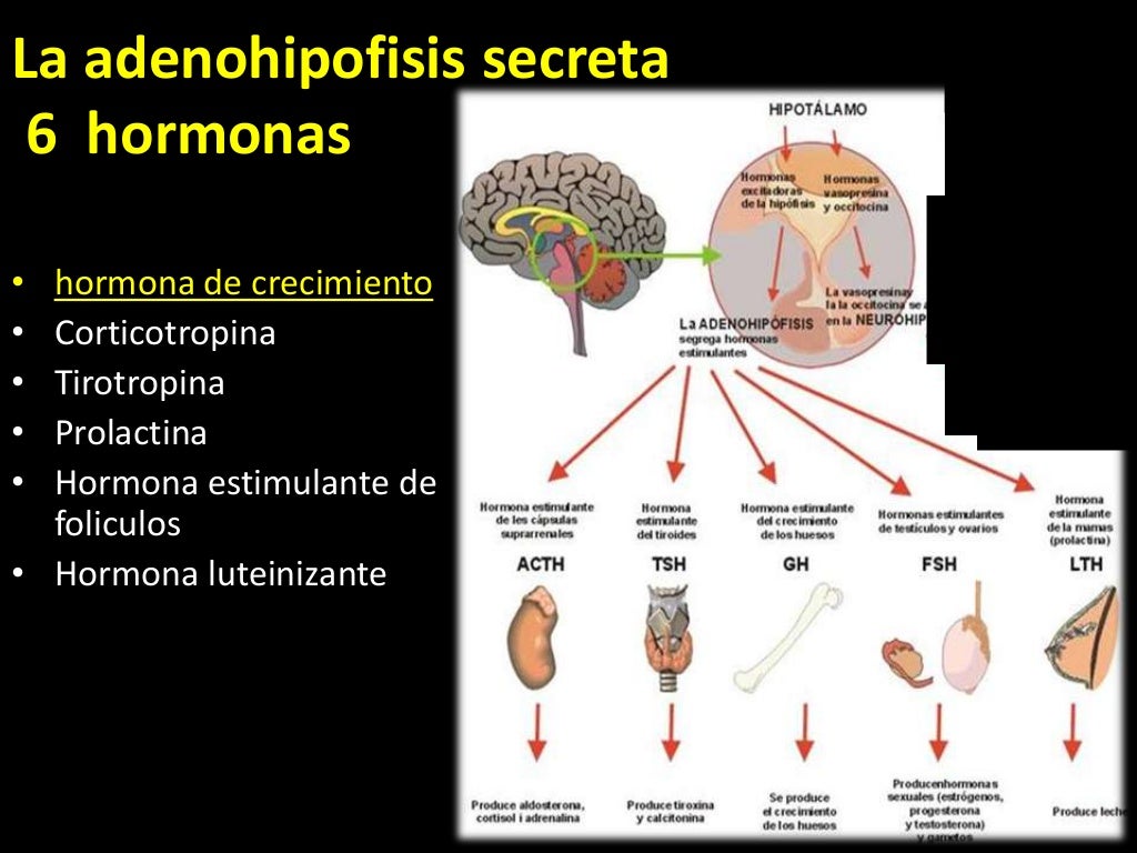 Hormona de crecimiento