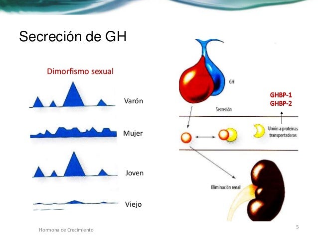 Hormona del crecimiento