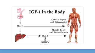 Receptores de IGFs:
Glicoproteínas de membrana que
funcionan como receptores.
Receptor tipo 1 Receptor tipo 2
• Localizado...