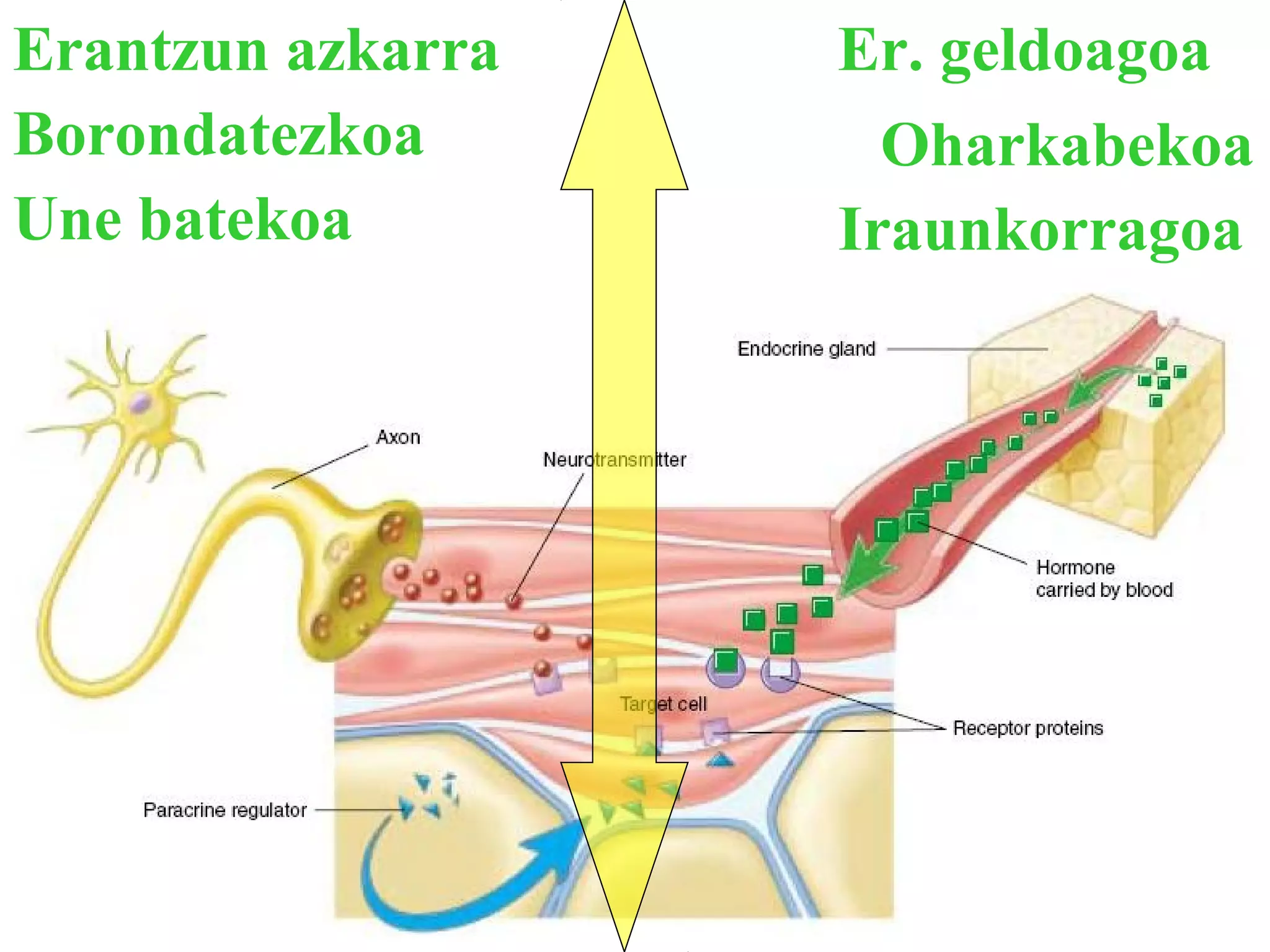 Erantzun azkarra Er. geldoagoa 
Borondatezkoa Oharkabekoa 
Une batekoa Iraunkorragoa 
 