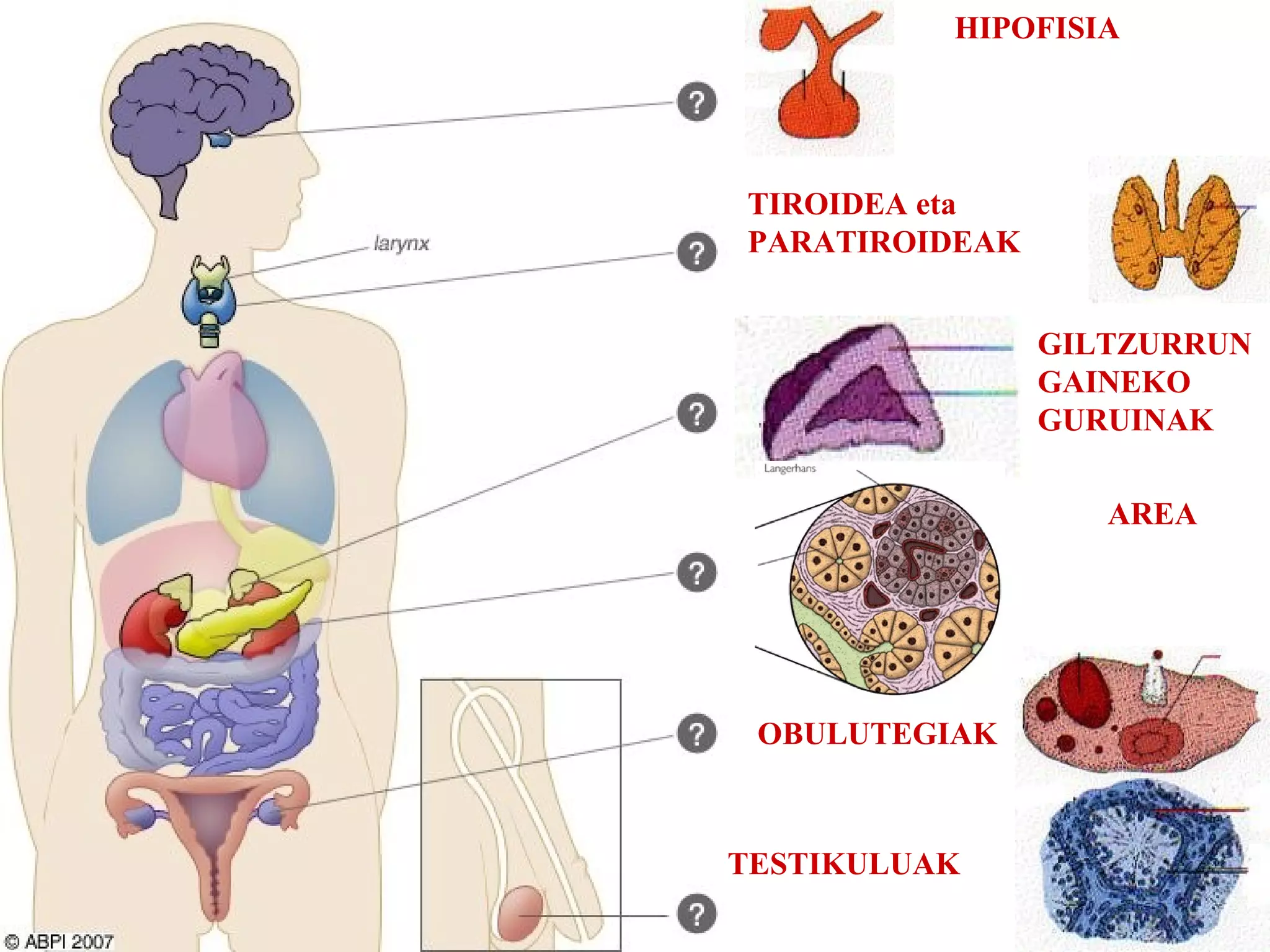 HIPOFISIA 
TIROIDEA eta 
PARATIROIDEAK 
GILTZURRUN 
GAINEKO 
GURUINAK 
AREA 
OBULUTEGIAK 
TESTIKULUAK 
