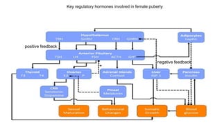 negative feedback
positive feedback
Key regulatory hormones involved in female puberty
 