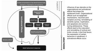 influence of sex steroids on the
organizational and activational
effects that shape the
adolescent brain. Organizational
effects such as epigenetic
mechanisms, neuronal (and
receptor) pruning, remodeling of
dendritic spines, myelination,
and apoptosis are common
during adolescence. These
effects lead to the maturation
and remodeling of cortical and
limbic circuits, a fact that favors
the expression of certain
behaviors in adulthood, if
activational effects occur.
 