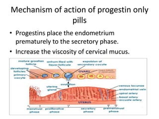 Mechanism of action of progestin only
pills
• Progestins place the endometrium
prematurely to the secretory phase.
• Increase the viscosity of cervical mucus.
 