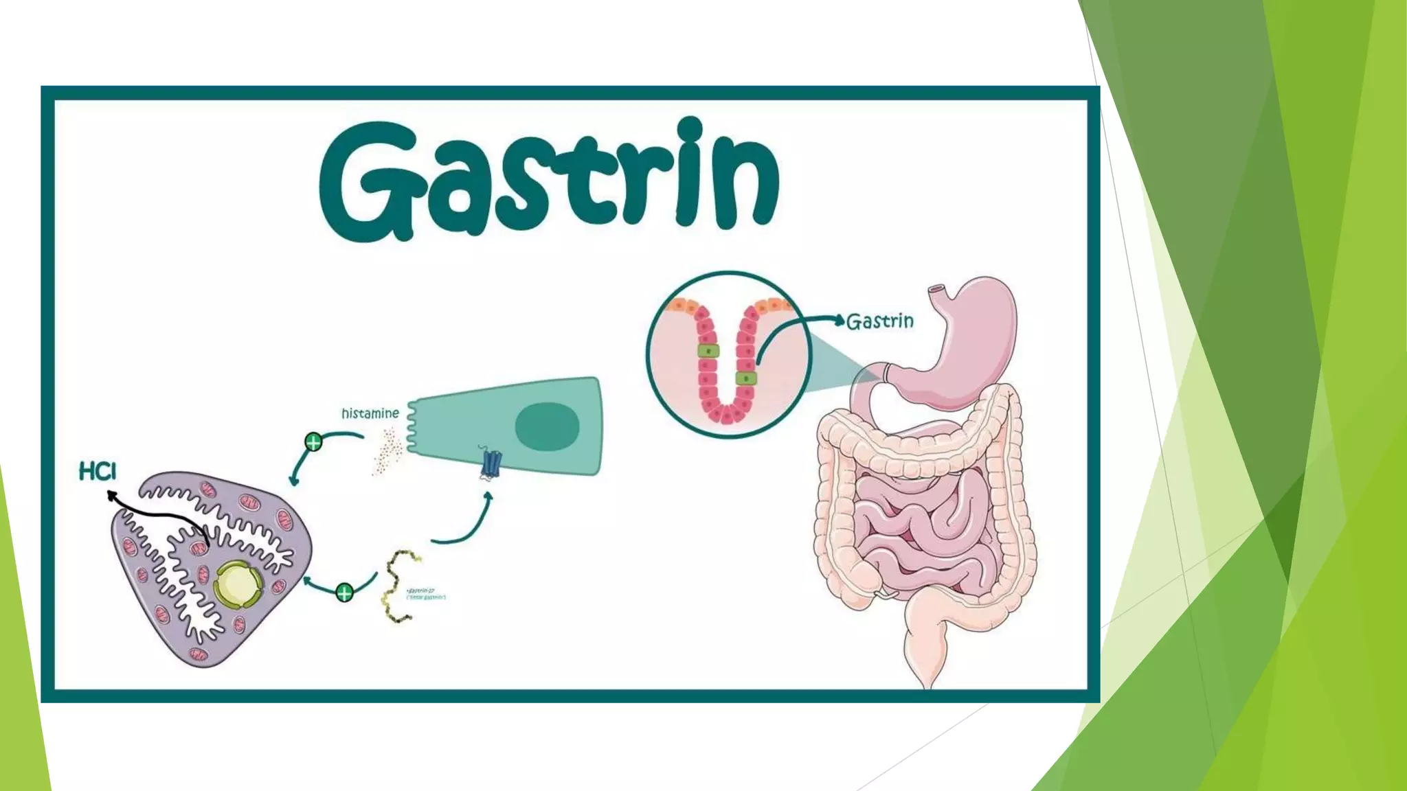 Gi Motility Test Hormonal Control of Gastrointestinal Motility (1).pptx