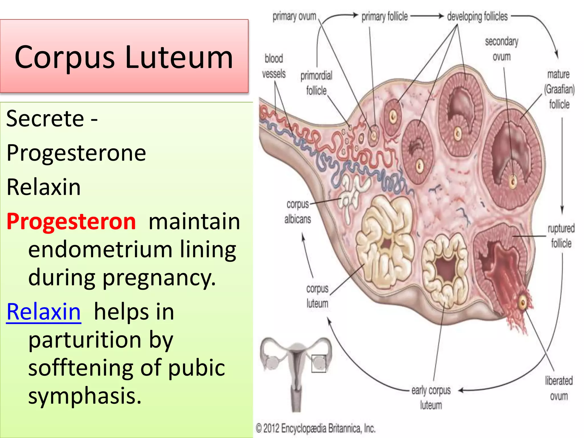 Corpus Luteum
Secrete -
Progesterone
Relaxin
Progesteron maintain
endometrium lining
during pregnancy.
Relaxin helps in
parturition by
sofftening of pubic
symphasis.
 