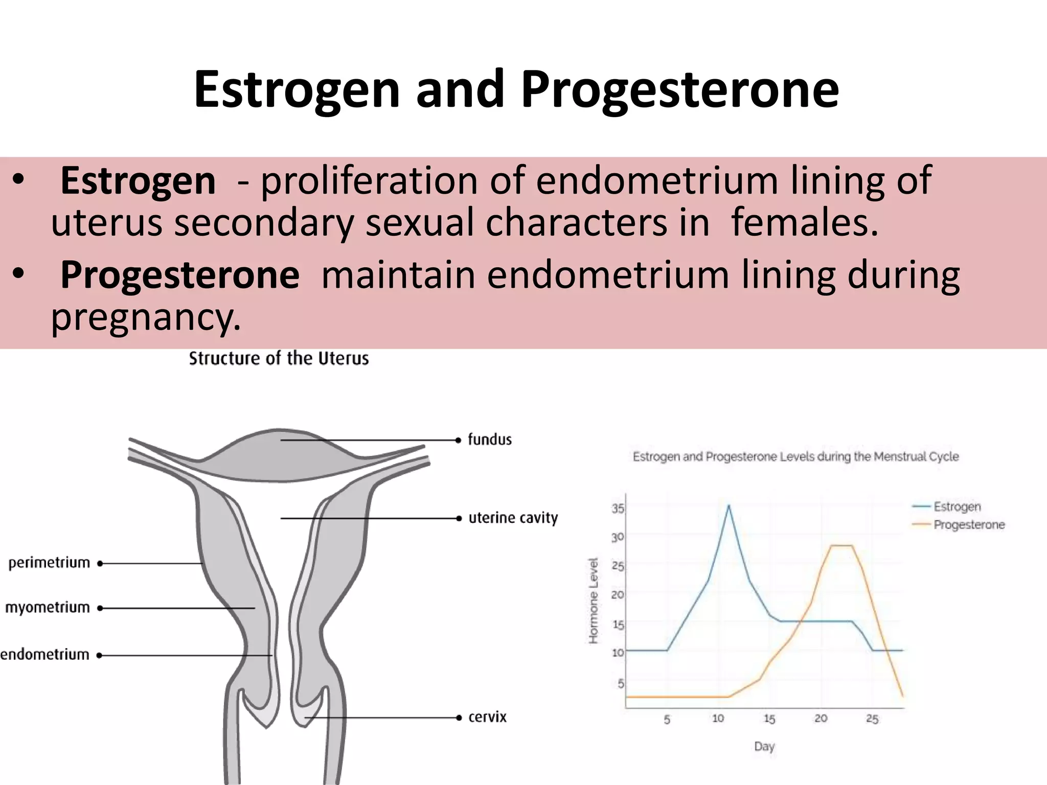 Estrogen and Progesterone
• Estrogen - proliferation of endometrium lining of
uterus secondary sexual characters in females.
• Progesterone maintain endometrium lining during
pregnancy.
 