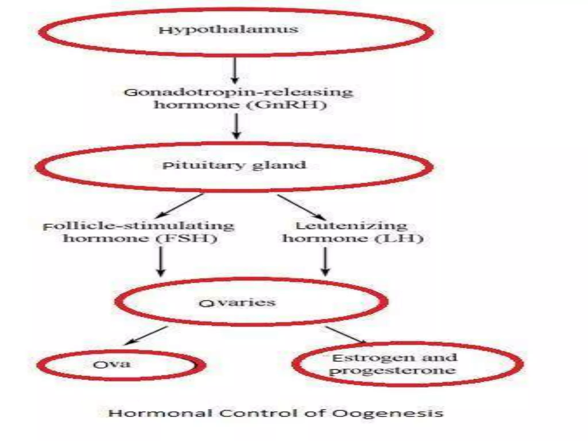 HORMONAL CONTROL OF GAMETOGENESISSPERMATOGENESISOOGENESIS