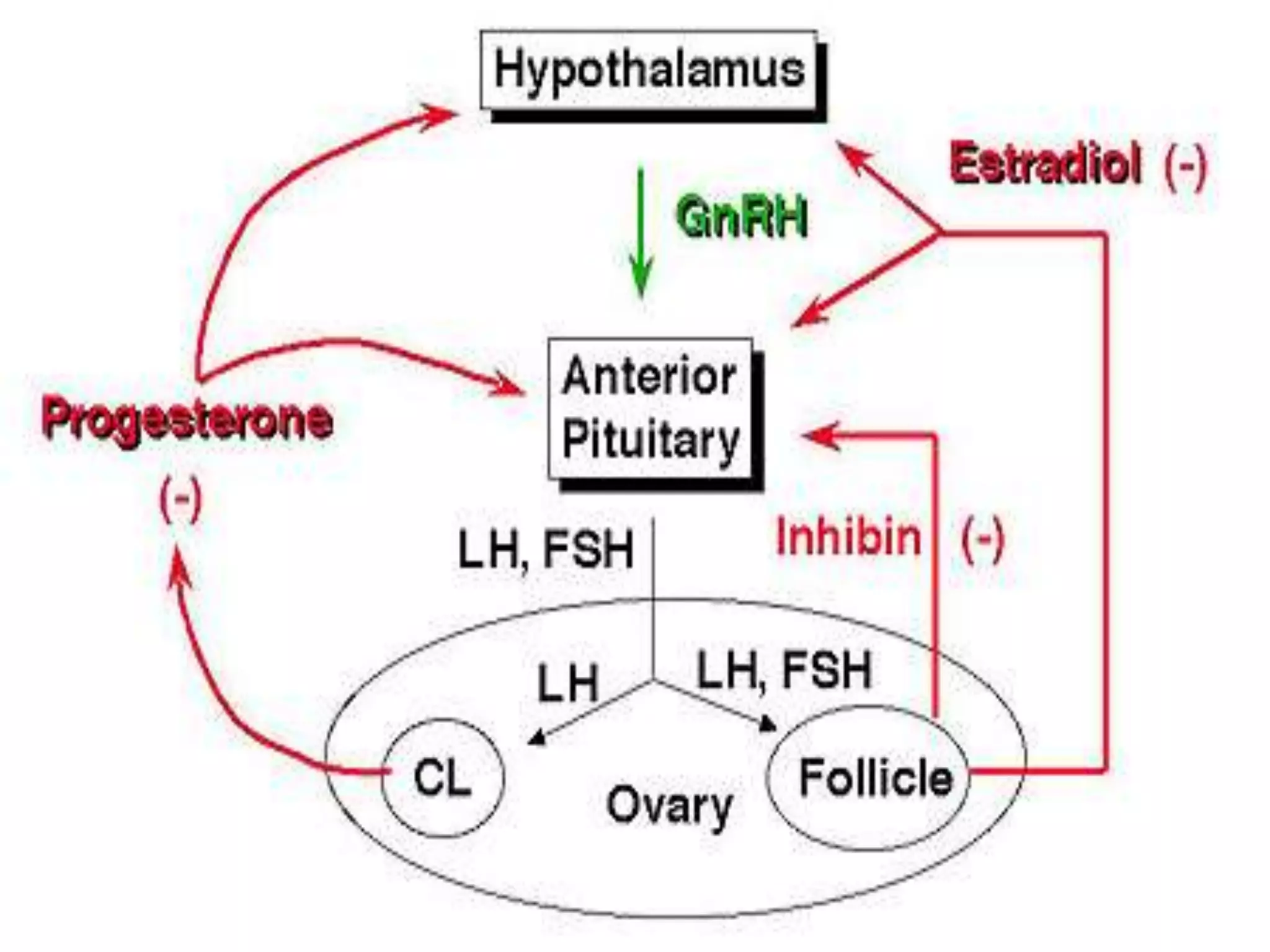 HORMONAL CONTROL OF GAMETOGENESISSPERMATOGENESISOOGENESIS