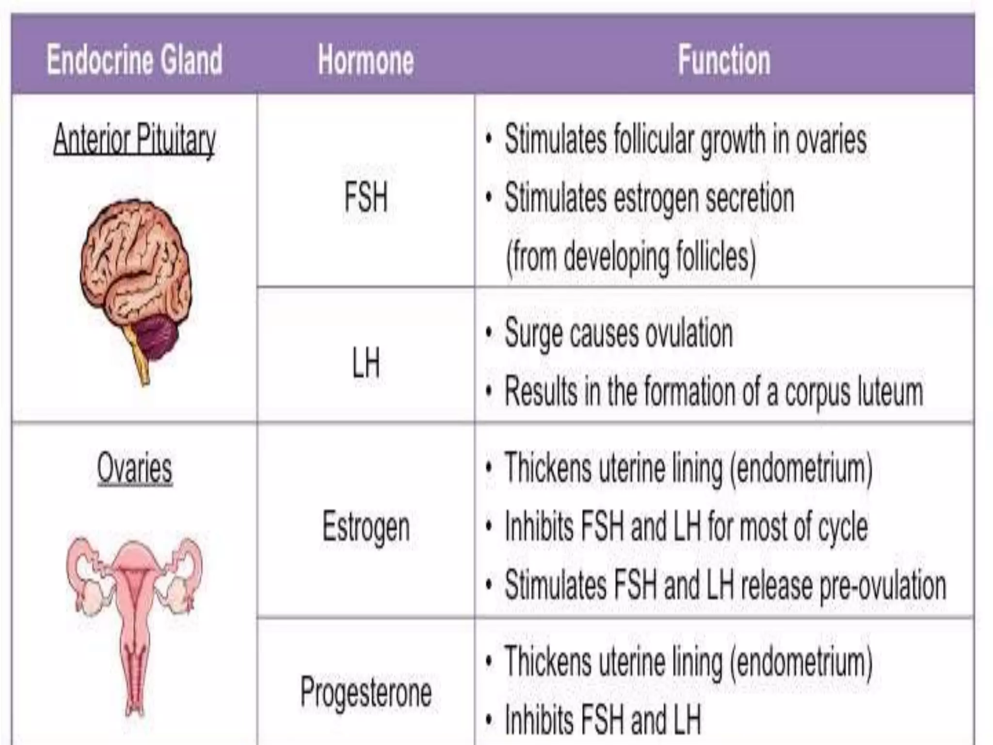 HORMONAL CONTROL OF GAMETOGENESISSPERMATOGENESISOOGENESIS