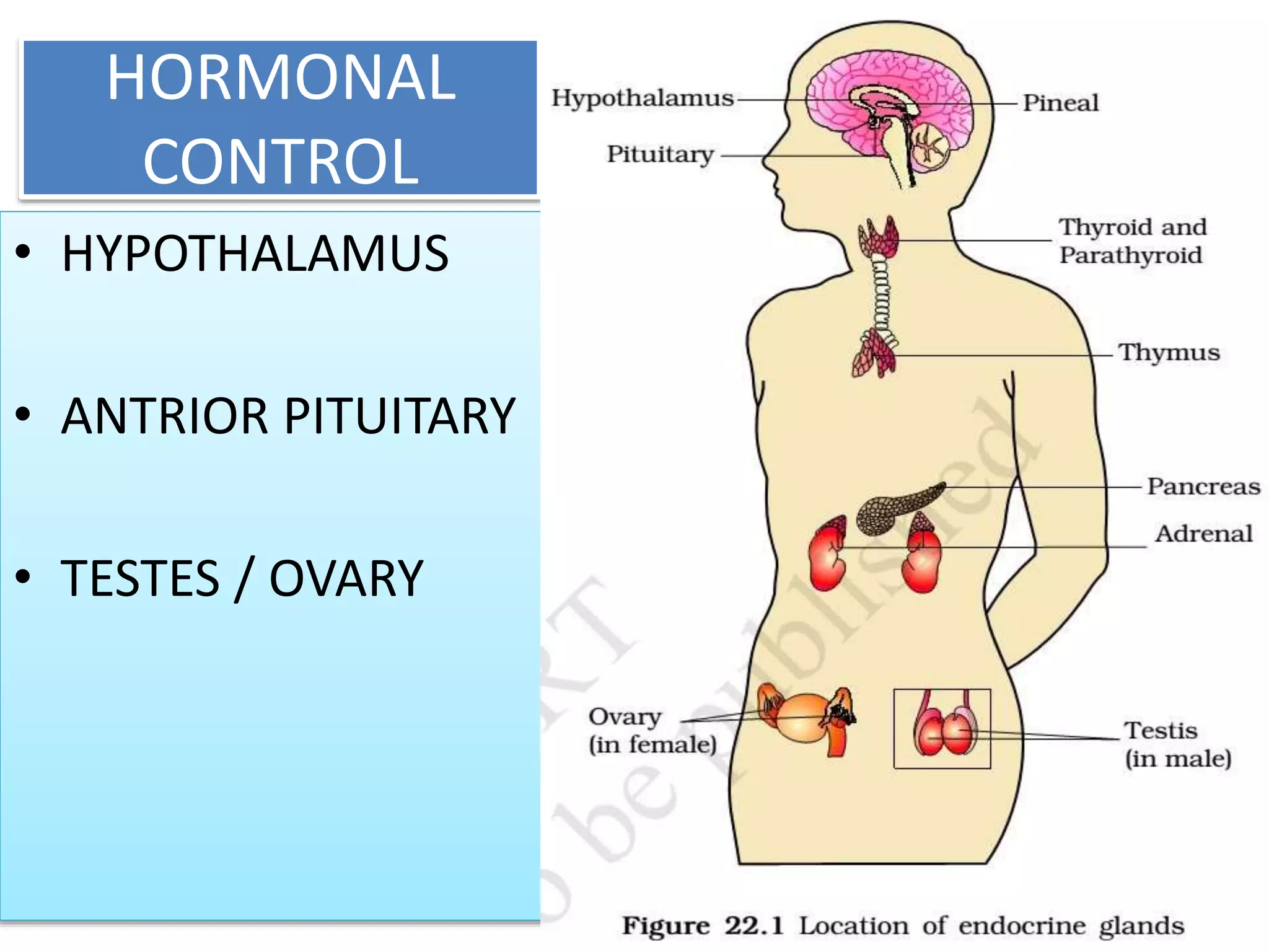 HORMONAL
CONTROL
• HYPOTHALAMUS
• ANTRIOR PITUITARY
• TESTES / OVARY
 