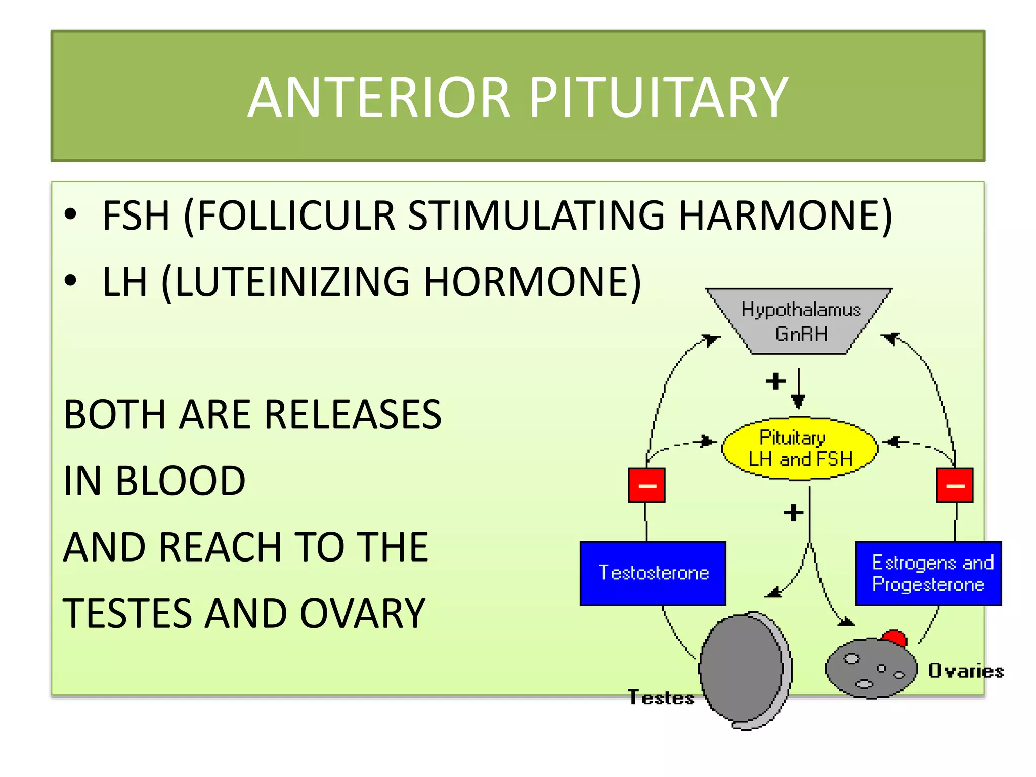 ANTERIOR PITUITARY
• FSH (FOLLICULR STIMULATING HARMONE)
• LH (LUTEINIZING HORMONE)
BOTH ARE RELEASES
IN BLOOD
AND REACH TO THE
TESTES AND OVARY
 