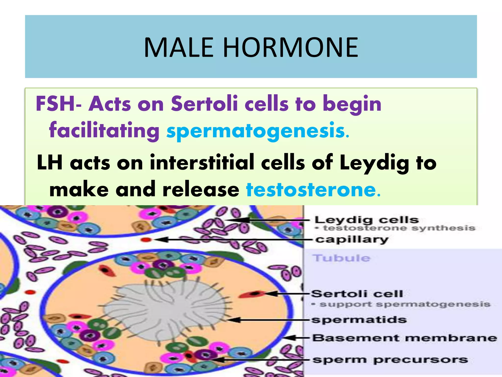 MALE HORMONE
FSH- Acts on Sertoli cells to begin
facilitating spermatogenesis.
LH acts on interstitial cells of Leydig to
make and release testosterone.
 