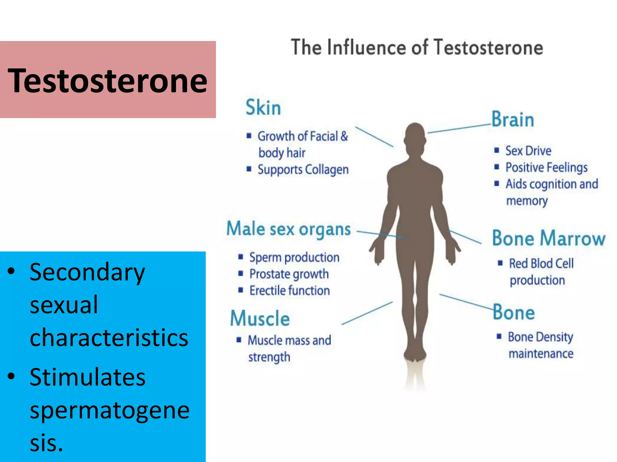 Testosterone
• Secondary
sexual
characteristics
• Stimulates
spermatogene
sis.
 