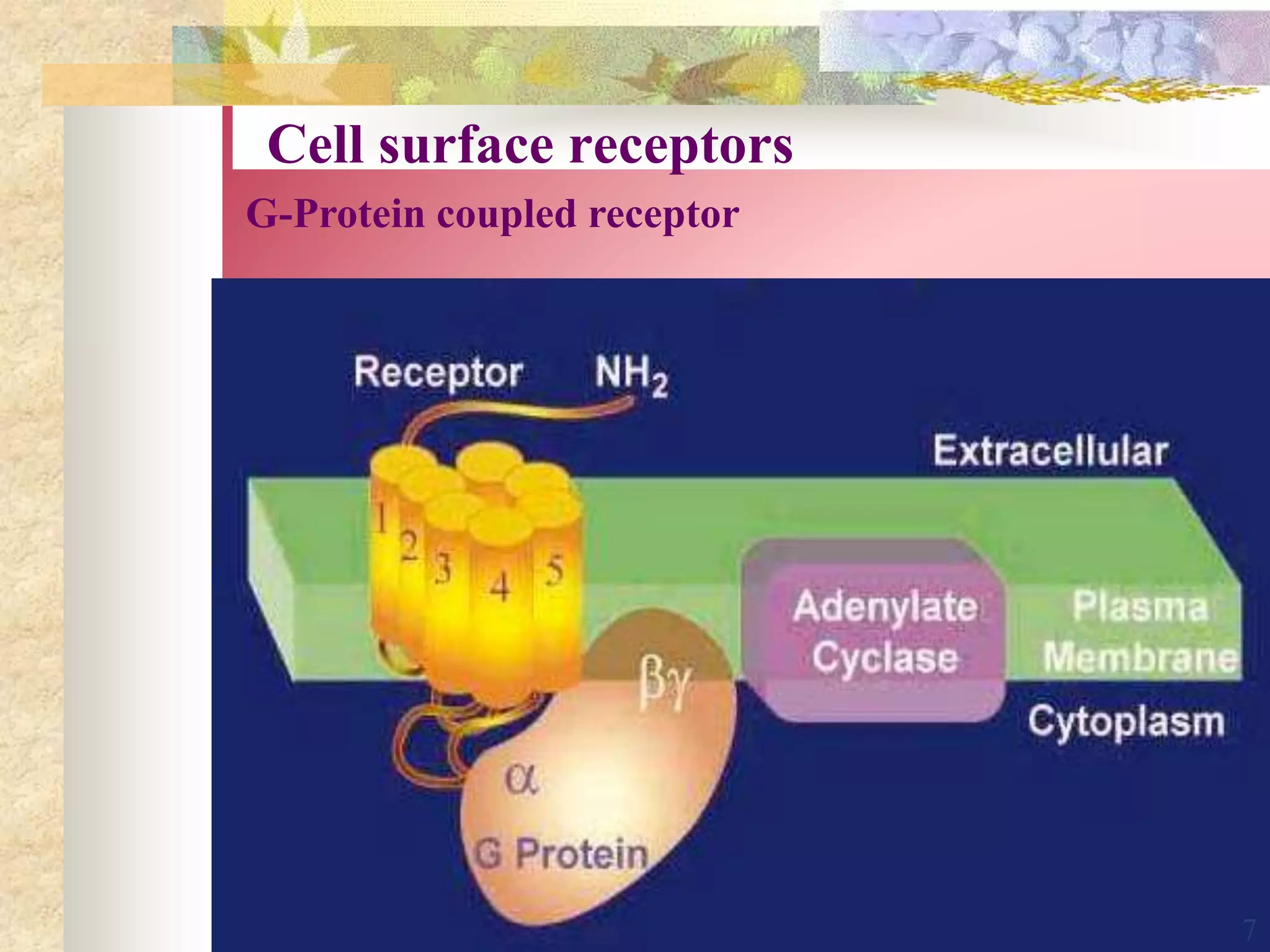 Cell surface receptors
G-Protein coupled receptor
7
 
