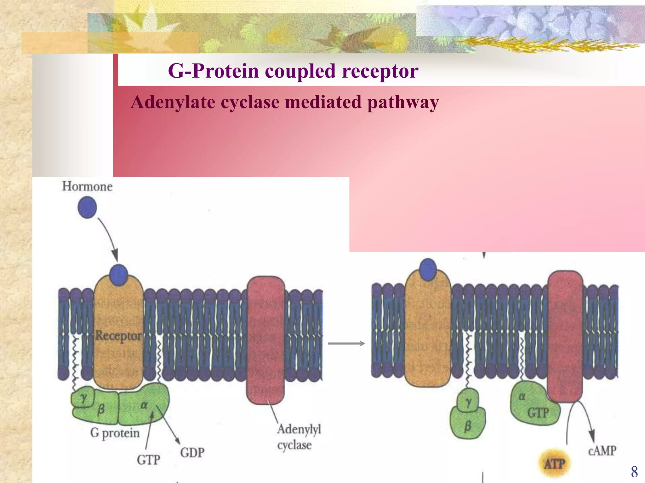 G-Protein coupled receptor
Adenylate cyclase mediated pathway
8
 