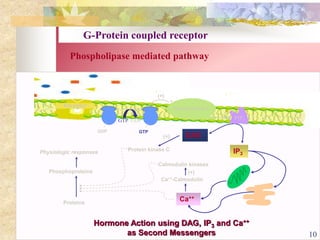 G-Protein coupled receptor
Phospholipase mediated pathway
Receptor
DAG
IP3
Ca++
Protein kinase C
Phosphoproteins
Proteins
Physiologic responses
Ca++-Calmodulin
Calmodulin kinases
(+)
(+)
GDP GTP
Phospholipase C
GTP GDP
(+)
PIP2
Hormone Action using DAG, IP3 and Ca++
as Second Messengers 10
 