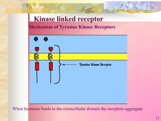 Mechanism of Tyrosine Kinase Receptors
When hormone binds to the extracellular domain the receptors aggregate
Kinase linked receptor
11
 