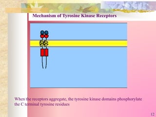 When the receptors aggregate, the tyrosine kinase domains phosphorylate
the C terminal tyrosine residues
Mechanism of Tyrosine Kinase Receptors
12
 