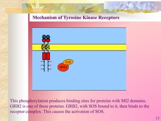 This phosphorylation produces binding sites for proteins with SH2 domains.
GRB2 is one of these proteins. GRB2, with SOS bound to it, then binds to the
receptor complex. This causes the activation of SOS.
Mechanism of Tyrosine Kinase Receptors
13
 