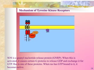 SOS is a guanyl nucleotide-release protein (GNRP). When this is
activated, it causes certain G proteins to release GDP and exchange it for
GTP. Ras is one of these proteins. When ras has GTP bound to it, it
becomes active.
Mechanism of Tyrosine Kinase Receptors
14
 