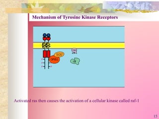 Activated ras then causes the activation of a cellular kinase called raf-1
Mechanism of Tyrosine Kinase Receptors
15
 