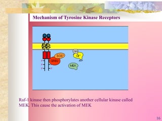 Raf-1 kinase then phosphorylates another cellular kinase called
MEK. This cause the activation of MEK
Mechanism of Tyrosine Kinase Receptors
16
 