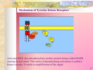 Activated MEK then phosphorylates another protein kinase called MAPK
causing its activation. This series of phosphylating activations is called a
kinase cascade. It results in amplification of the signal
Mechanism of Tyrosine Kinase Receptors
17
 