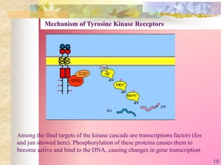 Among the final targets of the kinase cascade are transcriptions factors (fos
and jun showed here). Phosphorylation of these proteins causes them to
become active and bind to the DNA, causing changes in gene transcription
Mechanism of Tyrosine Kinase Receptors
18
 