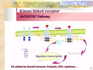 Hormone Metabolism
JACK/STAT Pathway
ES utilized by Growth hormone, Prolactin, EPO, cytokines…
Regulates transcription
Nucleus
Dimerization
X = SHC
GRB2
PLC
PI-3K
GAP
JAK PJAKP
P P
P P
STATs
X
SH2P
P)
(
JAK PJAKP
P P
P P
JAK JAK
Kinase linked receptor
19
 