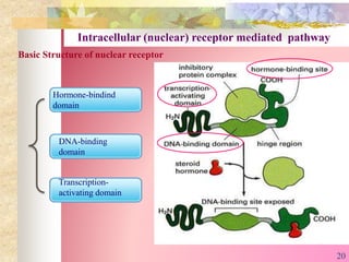 Intracellular (nuclear) receptor mediated pathway
Basic Structure of nuclear receptor
Hormone-bindind
domain
DNA-binding
domain
Transcription-
activating domain
20
 