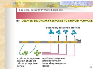 The signal pathway by steroid hormones
23
 
