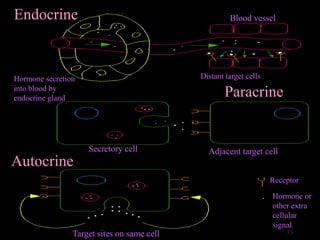 Endocrine Blood vessel
Distant target cellsHormone secretion
into blood by
endocrine gland Paracrine
Secretory cell Adjacent target cell
Autocrine
Target sites on same cell
Receptor
Hormone or
other extra
cellular
signal
35
 