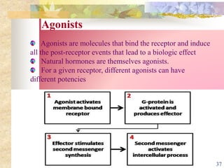 Agonists
Agonists are molecules that bind the receptor and induce
all the post-receptor events that lead to a biologic effect
Natural hormones are themselves agonists.
For a given receptor, different agonists can have
different potencies
37
 