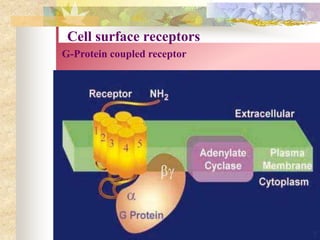 Cell surface receptors
G-Protein coupled receptor
7
 
