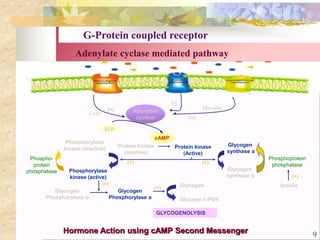 G-Protein coupled receptor
Hormone Action using cAMP Second Messenger
Glycogen
synthase a
Glycogen
synthase b
Protein kinase
(Inactive)
Protein kinase
(Active)
Phosphoprotein
phosphatase
Insulin
(+)
(+)(+)
(+)
Glycogen
Phosphorylase b
Glycogen
Phosphorylase a
Glycogen
Glucose-1-PO4
(+)
GLYCOGENOLYSIS
Phosphorylase
kinase (inactive)
Phosphorylase
kinase (active)
Phospho-
protein
phosphatase
Adenylate
cyclase
(+)
(-)
(+)
Muscles
Liver
Adenylate cyclase mediated pathway
9
 