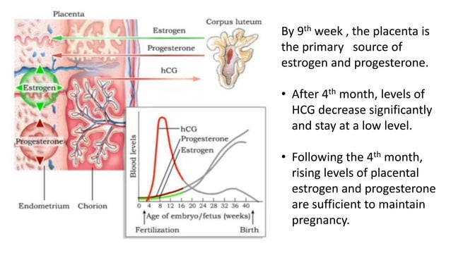 Hormonal regulation in Pregnancy.pptx | Pregnancy | Reproductive Health