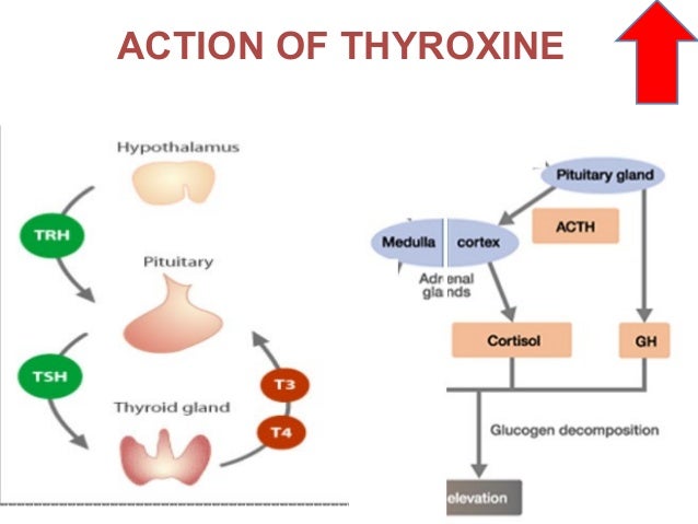 hormonal regulation of blood glucose diabetes mellitus thyroid flow chart
